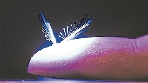 “仙女”机器人借助风和光飞行向人工授粉