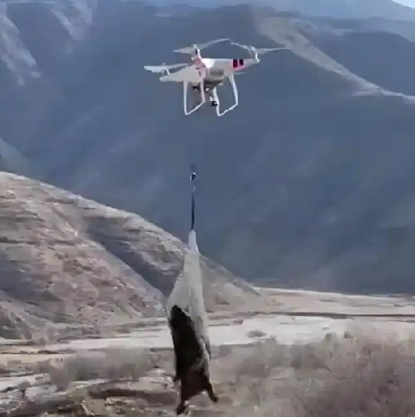 “无人机捕猎”野生动物存在哪些问题 应当如何管理? “无人机捕猎”野生动物存在哪些问题 应当如何管理?